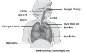 Struktur organ pernapasan pada manusia