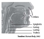 Pada faring terdapat epiglotis