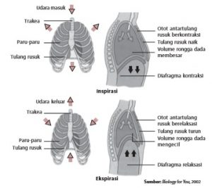 Mekanisme inspirasi dan ekspirasi