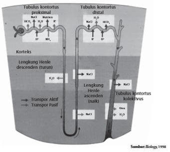Sistem Ekskresi Manusia dan Hewan Ginjal Urine Proses Metabolisme Tubuh