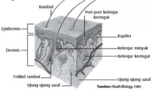 Kulit mengeluarkan keringat sebagai proses ekskresi.