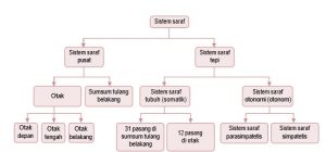 sistem saraf pusat dan sistem saraf tepi