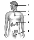 gambar bab 8 soal uraian no 4
