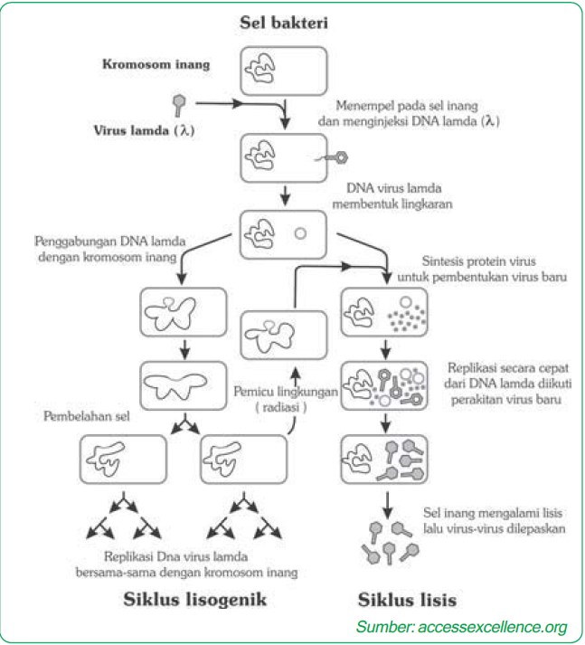 reproduksi virus dengan mekanisme siklus lisogenik