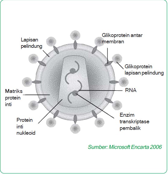 struktur virus aids