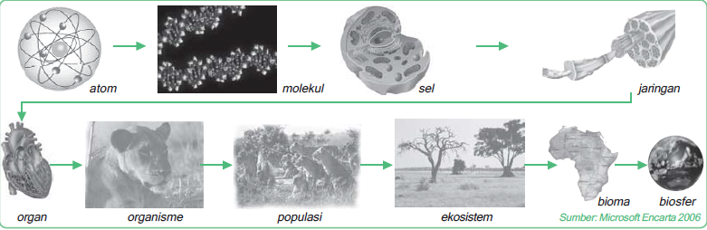 Hirarki struktural biosains (mulai dari atom, molekul, sel, jaringan, organ, organisme, populasi, ekosistem, bioma, dan biosfer)