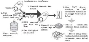 Proses rekayasa tanaman tembakau tahan TMV