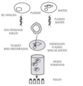 Proses rekayasa genetika hormon insulin