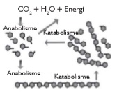 bio12 gambar bab 3 gambar 3.1
